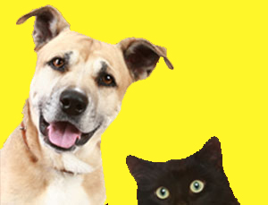 Pet Emergency Kits