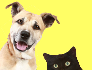 Pet Emergency Supplies